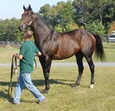 A Maryland-bred race horse